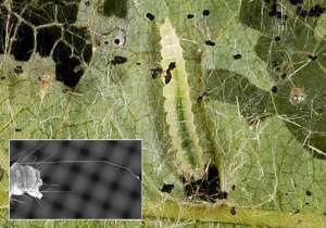 Гусеницы Brenthia monolychna – вторые после пауков существа (известные науке), которые используют шёлковые нити для определения приближения возможных хищников. На врезке показаны длинные волоски личинки (фото Jadranka Rota).  
