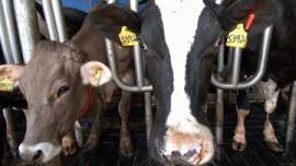 Семь коров пали от бешенства в Брянской области. Фото: РИА Новости