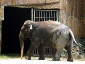 Вылеченный от наркозависимости слон, фото с сайта The Daily Mail