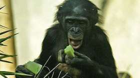 Численность шимпанзе в Кот-д'Ивуар уменьшилась на 90% за 18 лет. Фото: wikimedia.org
