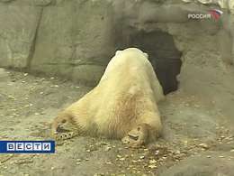 Московский зоопарк с 5 ноября переходит на зимний режим. Фото: Вести.Ru