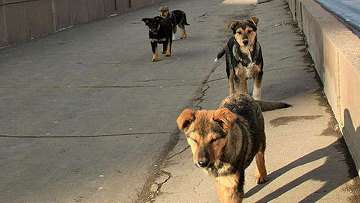 Собаки. Фото: РИА Новости