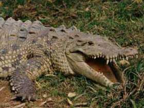 Острокрылый крокодил. Фото с сайта vivanatura.org