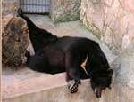 В Челябинском зоопарке уснули первые медведи. Фото: РИА &quot;Новый Регион&quot;