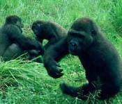 Конголезские горные гориллы. Фото: www.un.org