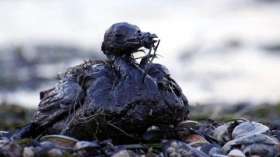Загрязненная нефтью птица. Фото: http://enerque.us