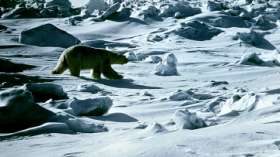 Белые медведи вышли к населенным пунктам Чукотки. Фото: РИА Новости