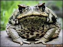 Ядовитая тростниковая жаба. Фото: http://newsimg.bbc.co.uk