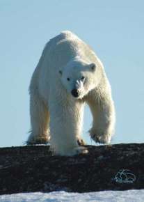 Белый медведь. Фото: &quot;Медвежий патруль&quot; / http://umkypatrol.ru