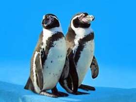 В зоопарке китайского города Харбин пара пингвинов-геев пыталась воровать яйца у птиц нормальной ориентации, чтобы реализовать естественное желание стать отцами. Архив NEWSru.com
