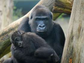 У пары редчайших горных горилл в Уганде родилась двойня. Фото: АМИ-ТАСС