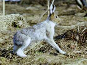 В Белоруссии зайцы-беляки из-за аномального тепла не могут спрятаться от хищников. Фото: NEWSru.com