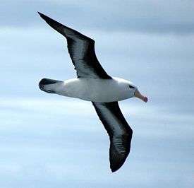 Чернобровый альбатрос. Фото: ru.wikipedia.org