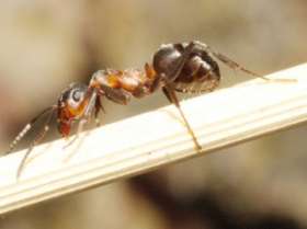 Польскому Сейму угрожает нашествие прожорливых турецких муравьев. Фото: АМИ-ТАСС