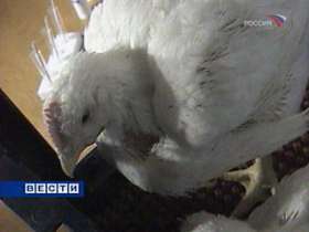 Птичий грипп распространяется на новые районы Германии. Фото: Вести.Ru