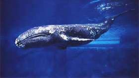 Серые киты атакуют лодки чукотских охотников. Фото: wikipedia.org