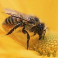 Пчелы. Фото: http://toknow.ru