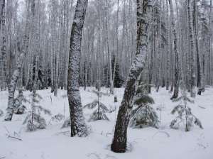 Зимний лес. Фото из открытых источников сети Интернет