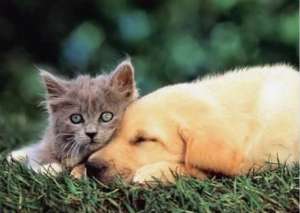 Пес и кот. Фото из открытых источников сети Интернет