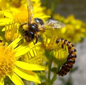 Иногда в живой природе гусеницы и пчёлы всё же встречаются лицом к лицу (фото obenson/flickr.com).