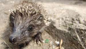 Ежи и еще 17 видов млекопитающих исчезают в Британии из-за потепления. Фото: РИА Новости