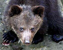 Медведь. Фото: http://pics.rbc.ua