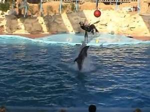 Три дельфина из России оказались в центре международного скандала. Фото: Вести.Ru