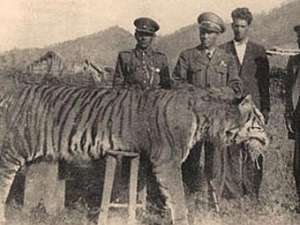 Каспийский тигр. Фото с сайта tigers.ca