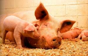 Жителям Абхазии предложили избавиться от свиней. Фото: http://www.vokrugsveta.ru