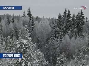 Браконьеры под Новый год испортили леса на 5 миллионов рублей. Фото: Вести.Ru