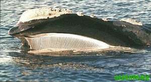 Южный кит. Фото: http://www.greenpeace.org