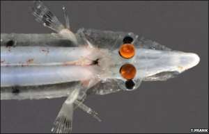 У глубоководной рыбы нашли четыре глаза. Фото: http://bbc.co.uk