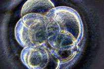 Эмбрион на стадии морулы, фото с сайта advanceusa.org