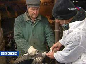 Вспышки птичьего гриппа могут возникнуть в России уже в феврале. Фото: Вести.Ru