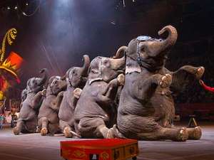 Слоны в цирке Ringling Brothers. Фото с сайта ringling.com