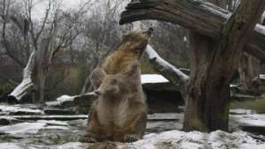 Якутский зоопарк предлагает жителям взять шефство над животными. Фото: РИА Новости