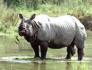 Суматранский носорог. Фото из открытых источников сети Интернет.
