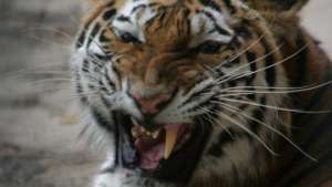 Вымирающие суматранские тигры терроризируют индонезийцев. Фото: РИА Новости