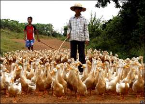 Во Вьетнаме зарегистрирован новый случай заболевания человека птичьим гриппом. Фото: http://newsimg.bbc.co.uk