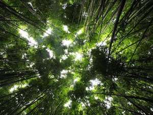 Тропические леса. Фото из открытых источников сети Интернет