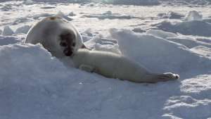Фонд защиты животных призывает к запрету охоты на бельков в Белом море. Фото: РИА Новости