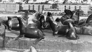МПР до 1 марта полностью запретит охоту на гренландского тюленя. Фото: РИА Новости