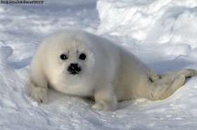 15 марта в Челябинске пройдет акция по защите гренландского тюленя. Фото: http://www.scandaly.ru