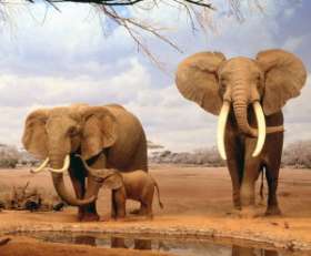 Слоны в южноафриканской пустыне Калахари ухитряются добывать чистую воду даже из загрязненных водоемов. Фото: АМИ-ТАСС