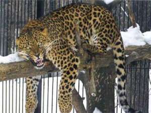 Кавказский леопард. Фото с сайта Новосибирского зоопарка.