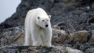 Встреча по проблеме защиты белых медведей пройдет в Канаде в 2011 году. Фото: РИА Новости