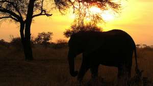 Розовый слоненок обнаружен в Ботсване. Фото: РИА Новости