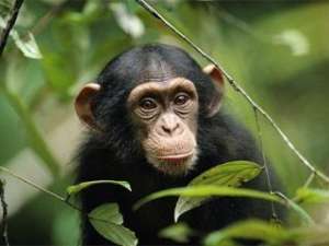 Впервые в истории Республики Конго, а возможно, и всей Африки, за незаконный отлов и контрабанду шимпанзе браконьер приговорен к одному году тюремного заключения и штрафу в 1,5 тыс. евро. Фото: &lt;a href=&quot;http://animals.nationalgeographic.com/&quot; target=&quot;_blank&quot;&gt;National Geographic&lt;/a&gt;