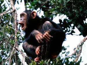 Шимпанзе в Республике Конго используют самодельные &quot;инструменты&quot; для добычи меда диких пчел. Фото: АМИ-ТАСС