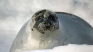 Численность гренландских тюленей в 2009 году впервые не уменьшилась. Фото: РИА Новости